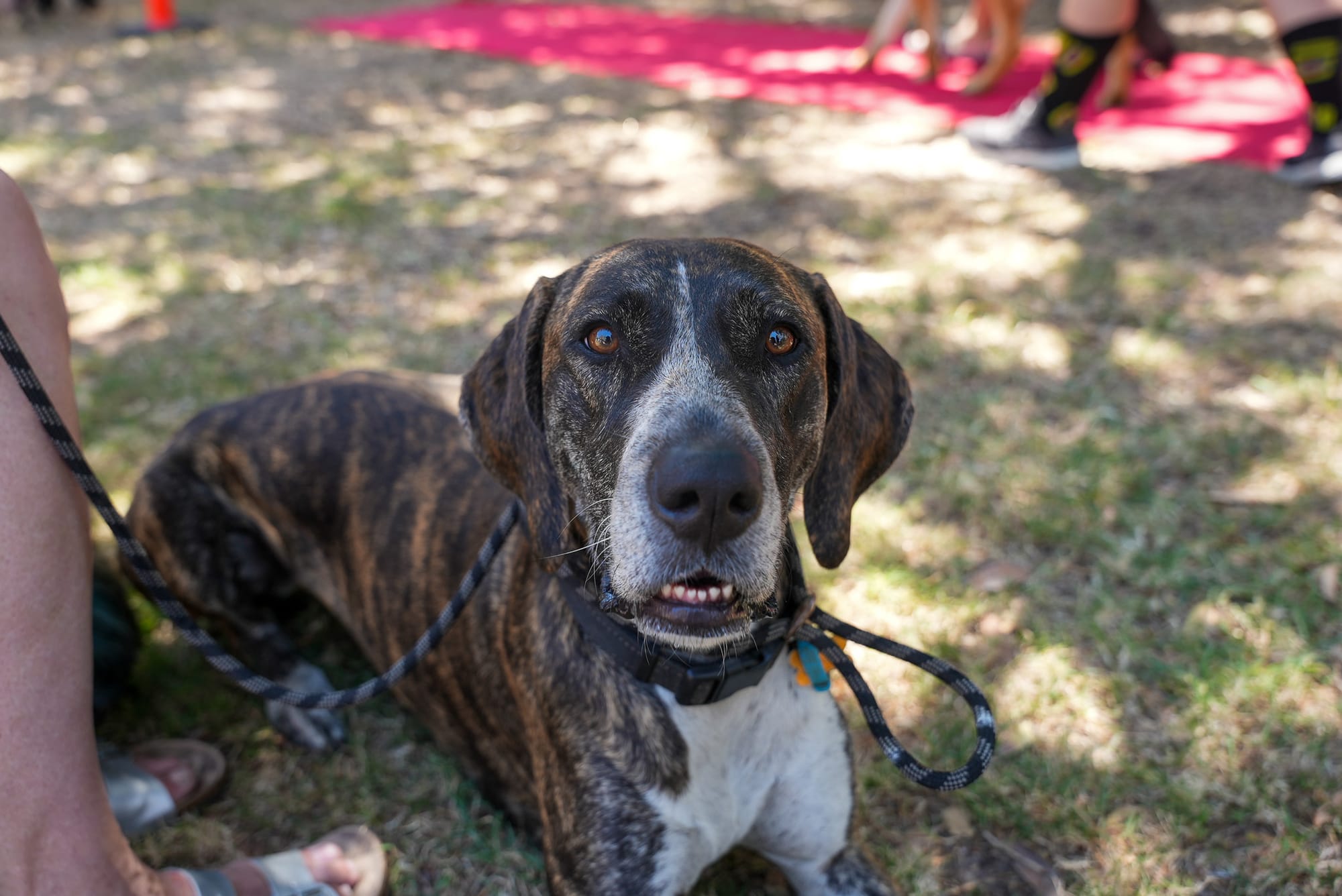 Inspections for dog registration set to start