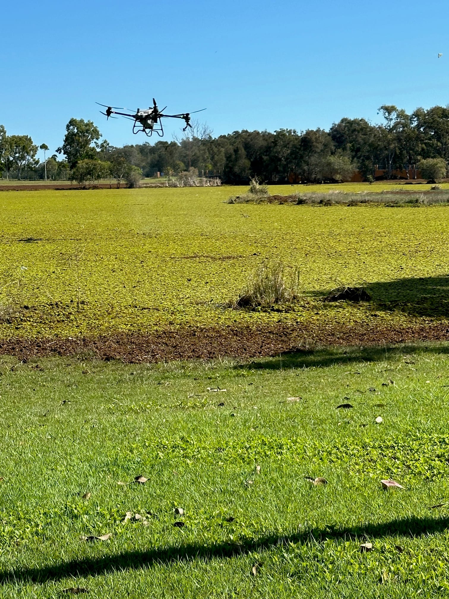 Drone used to fight weeds in Eli Waters waterway