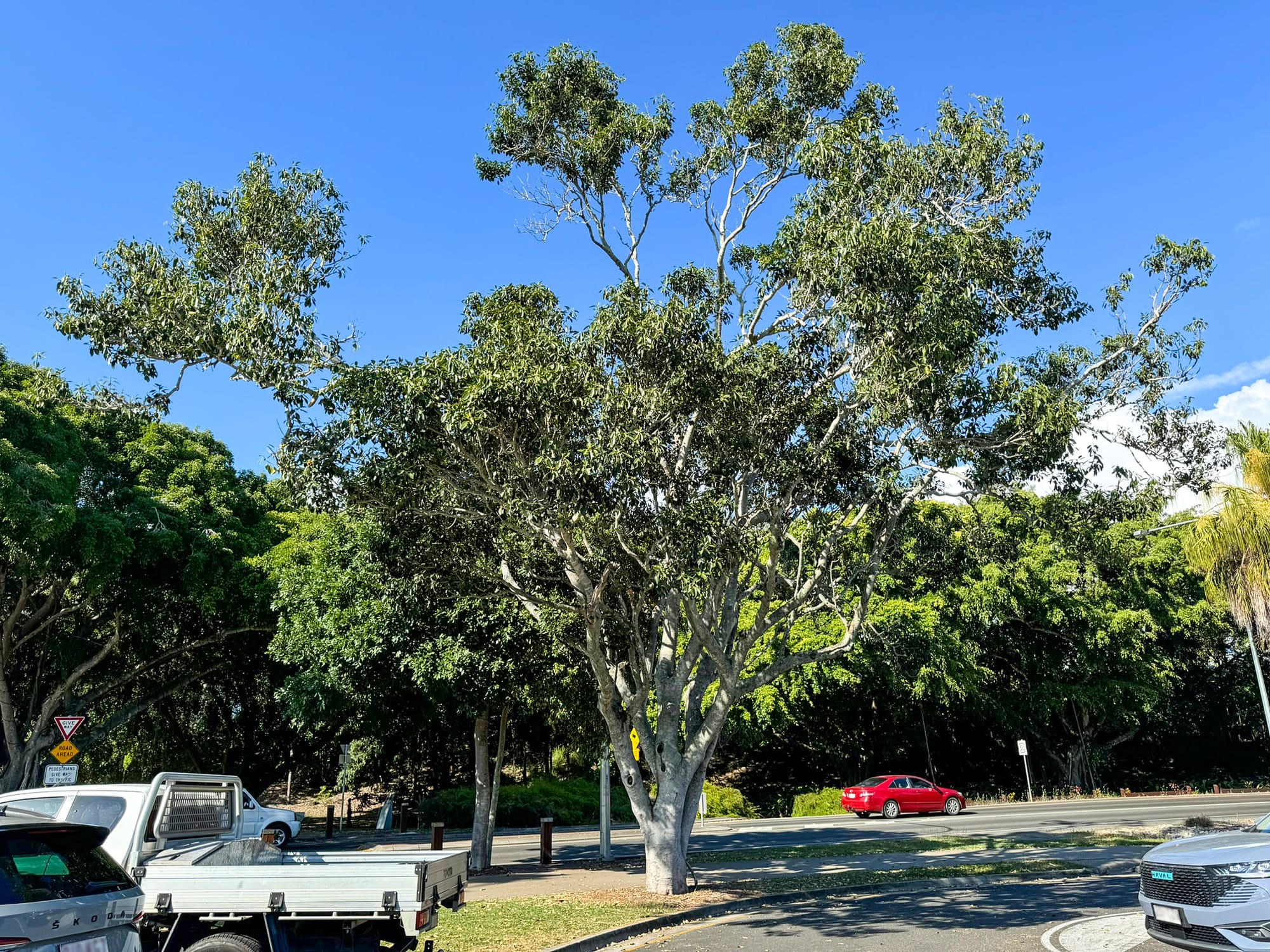 Unhealthy fig trees to be removed for public safety