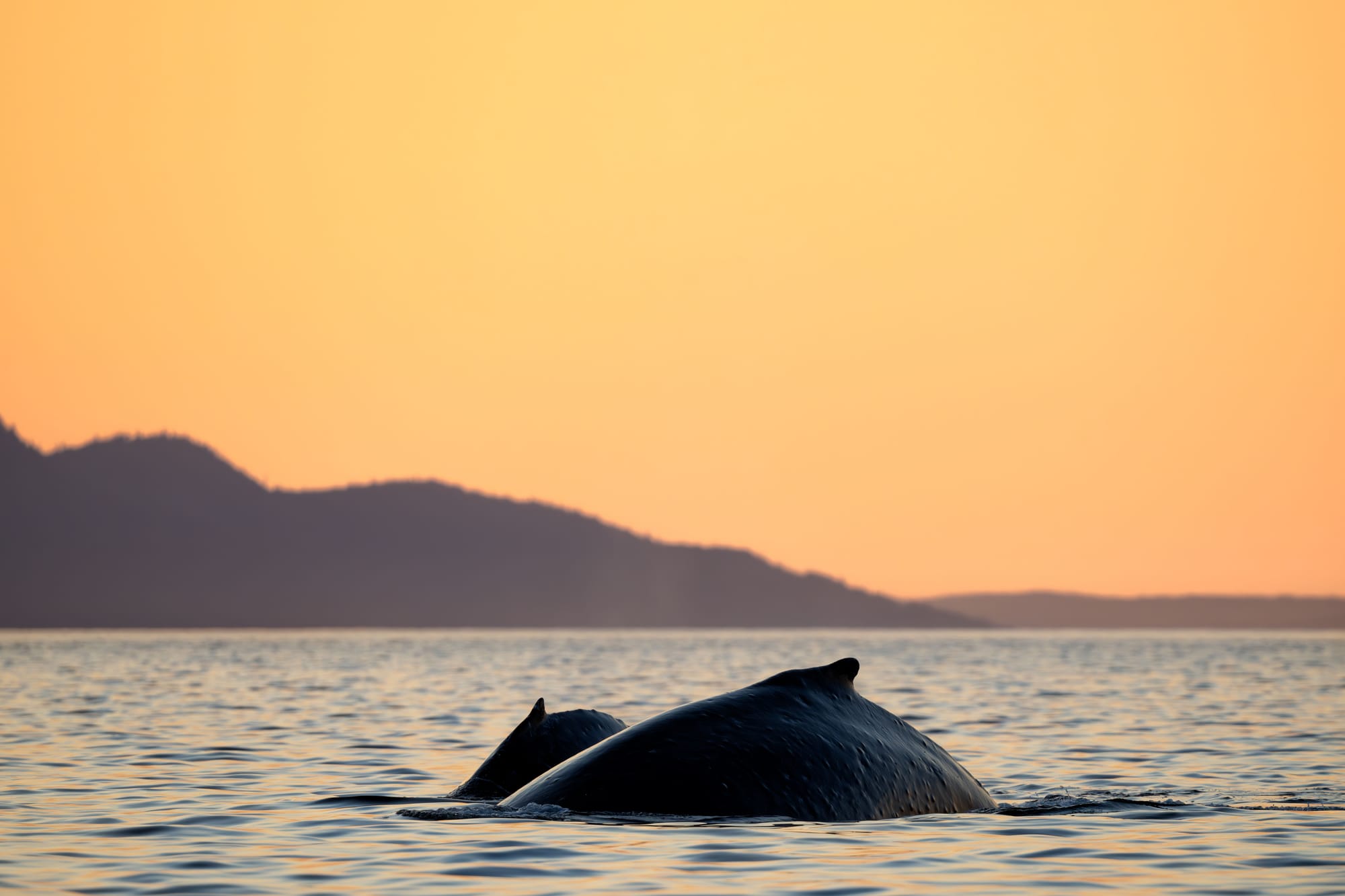 Beloved whale Nala retur ns with calf