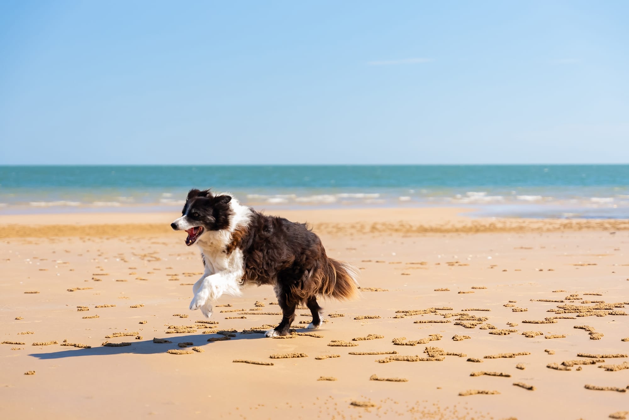 Simpler dog rules for Hervey Bay beaches