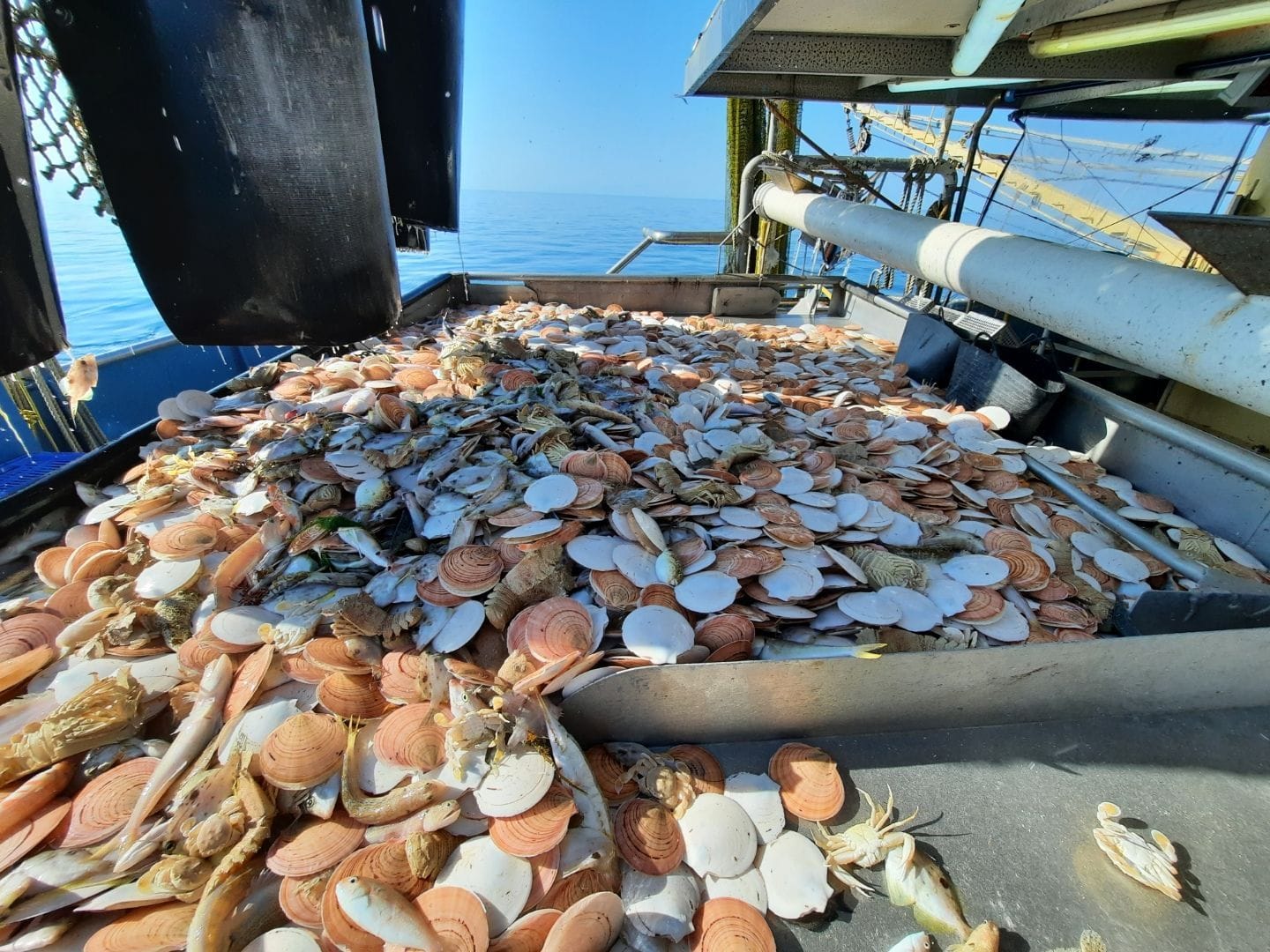 Disappointment on scallop announcement