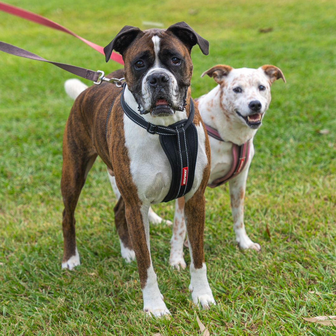 Dog registration inspection program underway post image