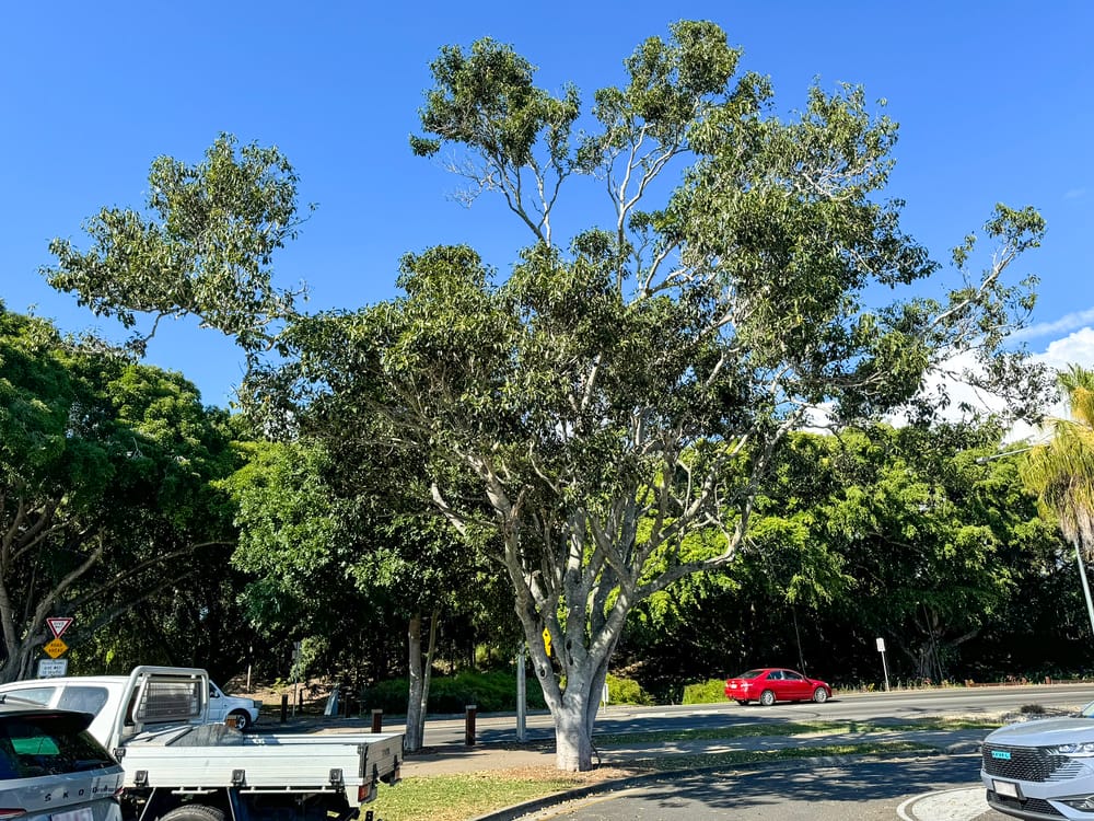 Unhealthy fig trees to be removed for public safety post image