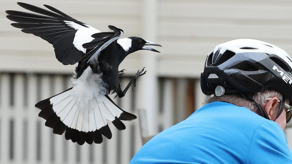 Magpie swooping season begins across the Bay post image