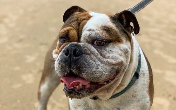 Local residents reminded to renew dog registrations post image