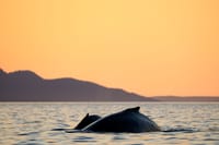 Beloved whale Nala retur ns with calf post image