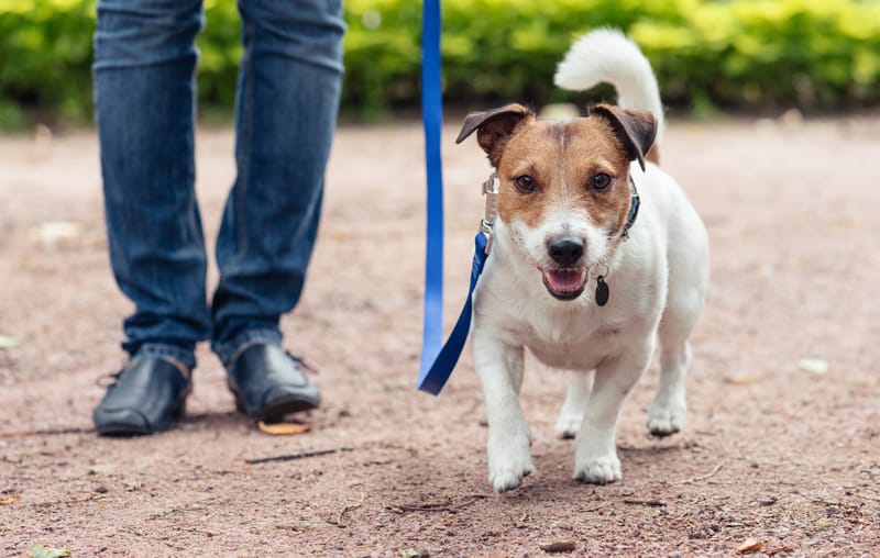 Council takes the lead on walking your dog post image