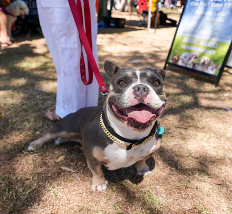 Staffies the top dogs on the Fraser Coast post image