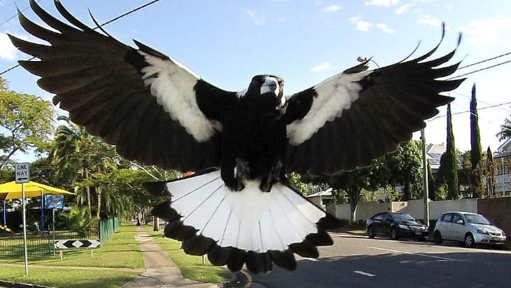Magpie Madness: Surviving Swooping Season with a Smile post image