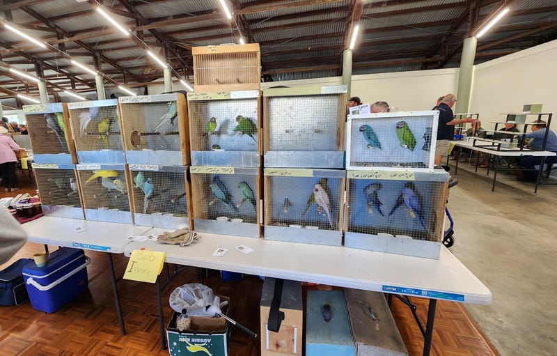 Bird lovers flock for largest expo in a decade post image