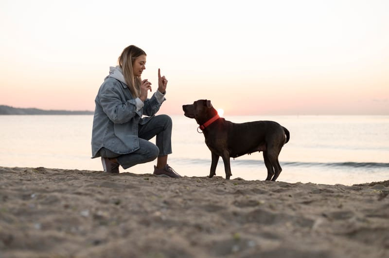 Owners are reminded to keep dogs under control post image