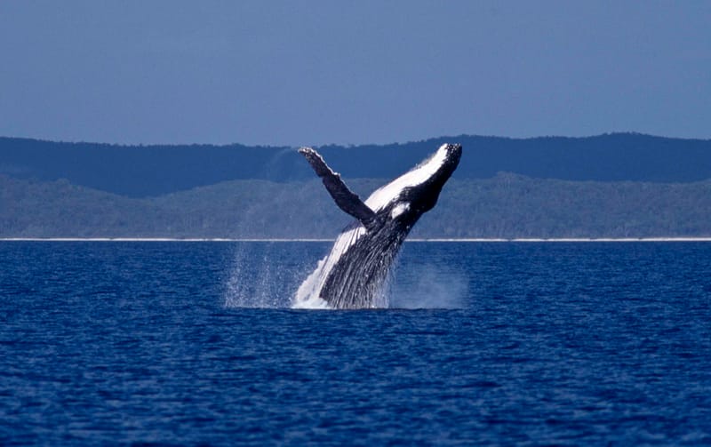 They’re coming back – and they’re not alone post image