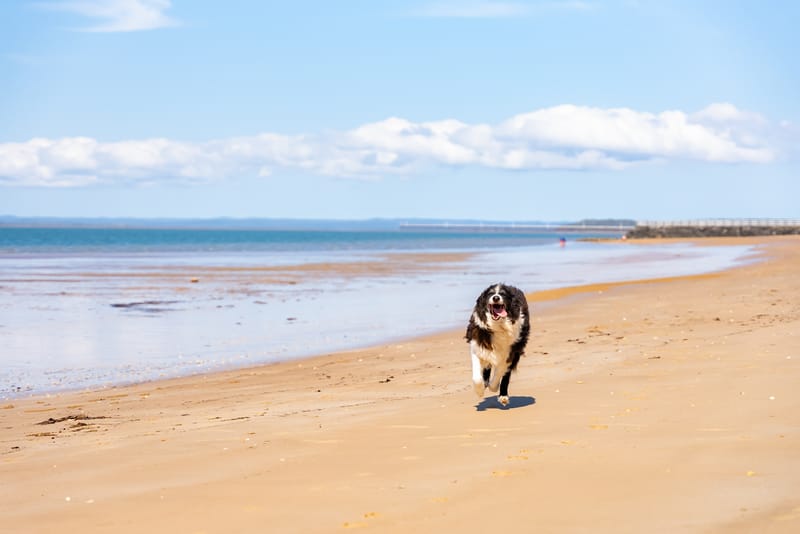 Have your say on dogs on Hervey Bay beaches post image