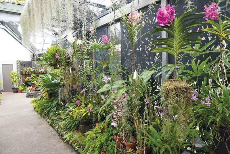 The Orchid House visitor numbers continue to grow post image