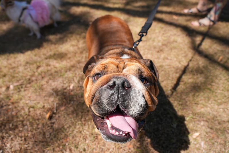 Dog rego inspections begin in early 2025 post image