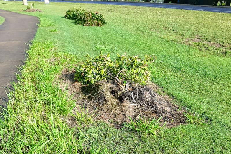 Vegetation vandals destroy trees along Urraween Road post image
