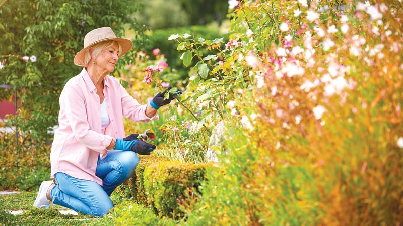 Clean up and get rid of your green waste for FREE post image