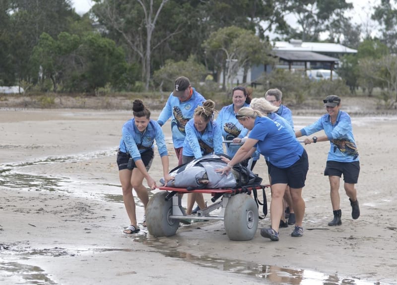 Construction begins on sea turtle research and rehabilitation centre post image