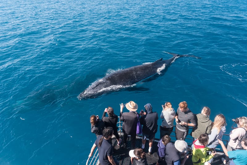 Humpback whale bounce back ‘Remarkable’ post image