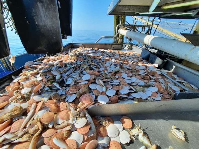 Disappointment on scallop announcement post image